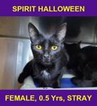 SPIRIT HALLOWEEN